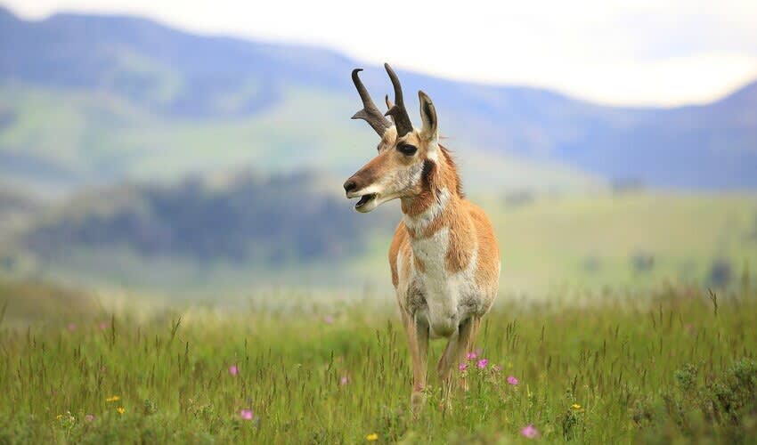 Antilocapridae Pronghorn Facts Distribution Population BioDB antilocapridae-pronghorn-facts-distribution-population-biodb